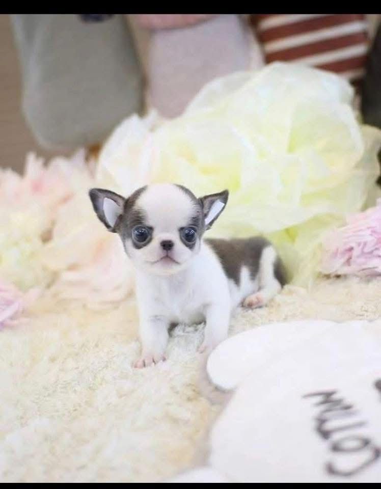 Coco