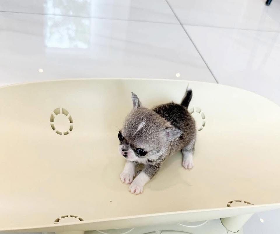 Mia