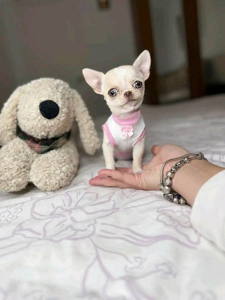Adorable Chihuahua puppy