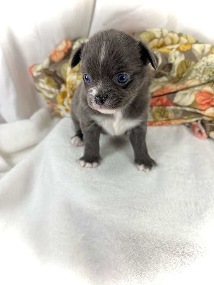 Finn