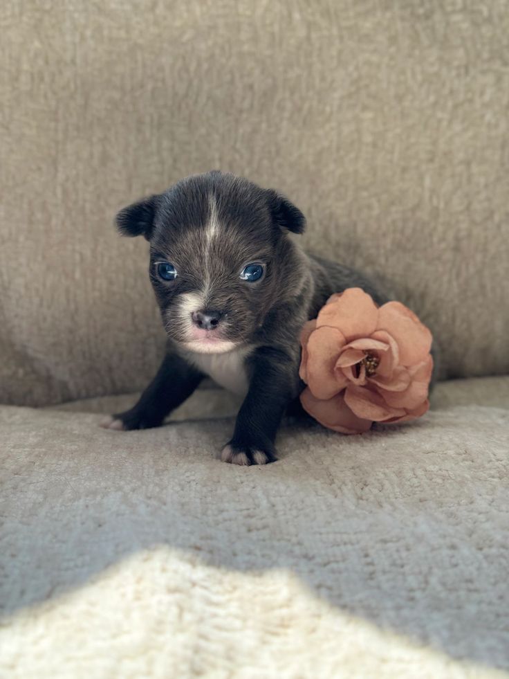 Duke