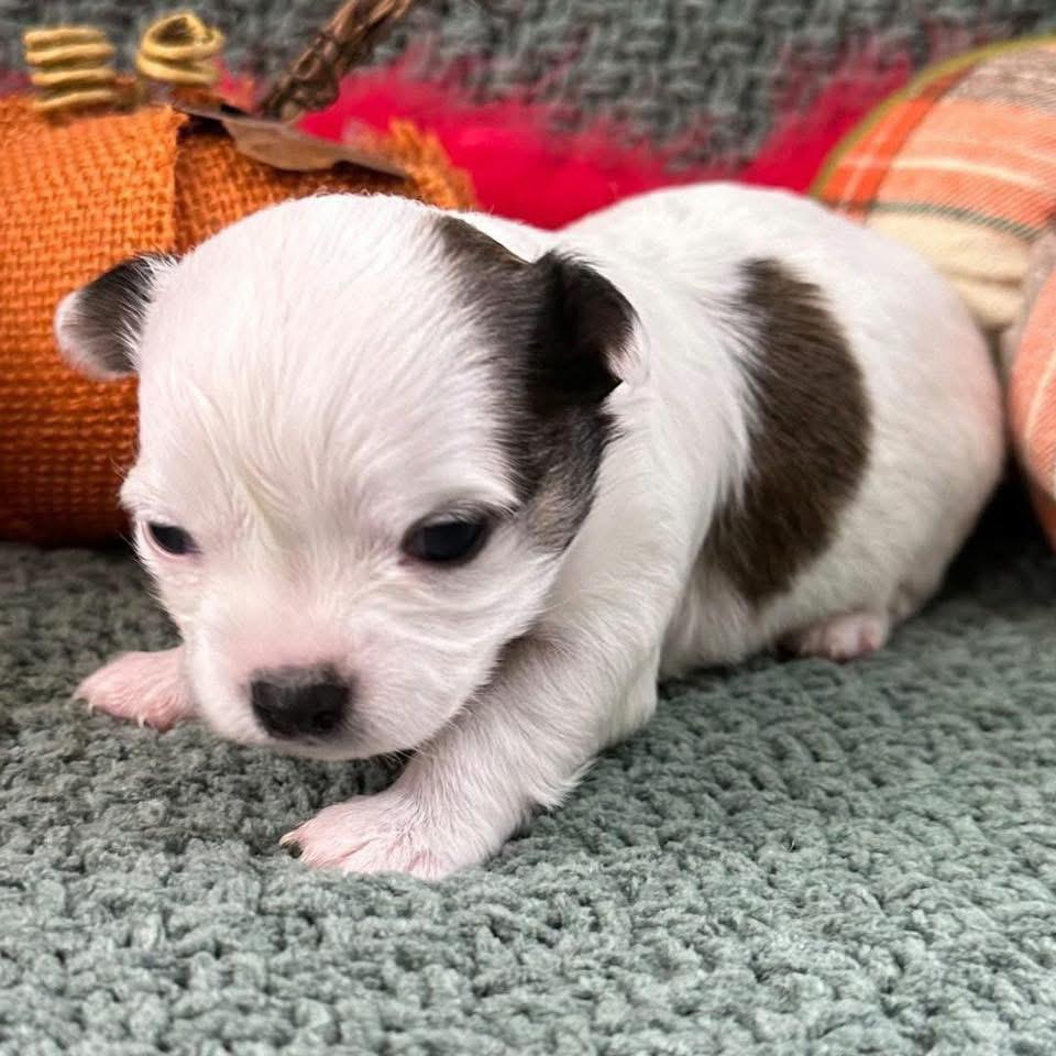 Cute chihuahua
