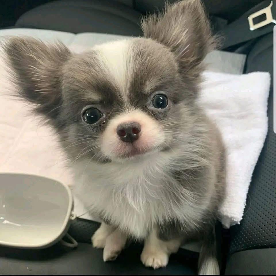 Milo
