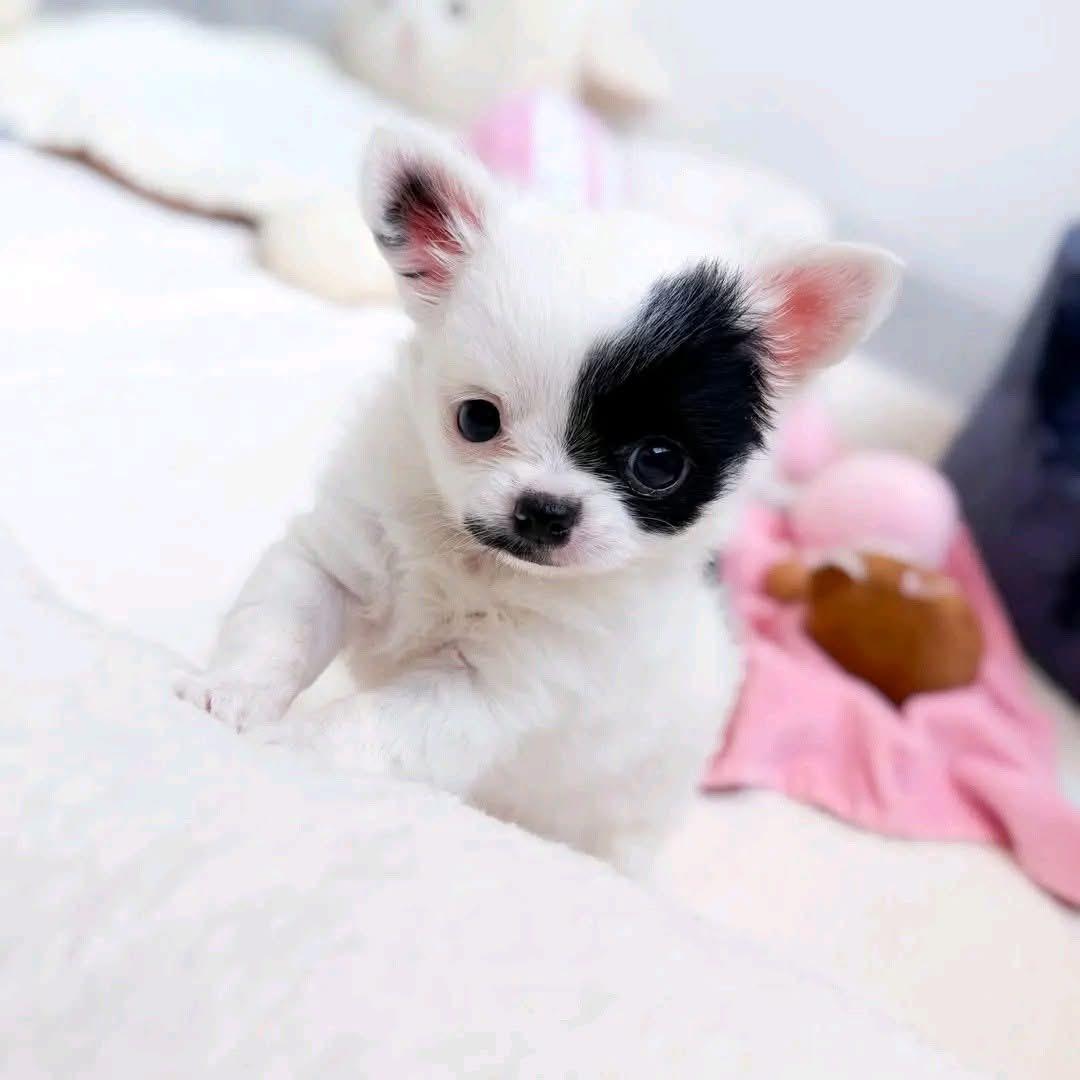 Rosie