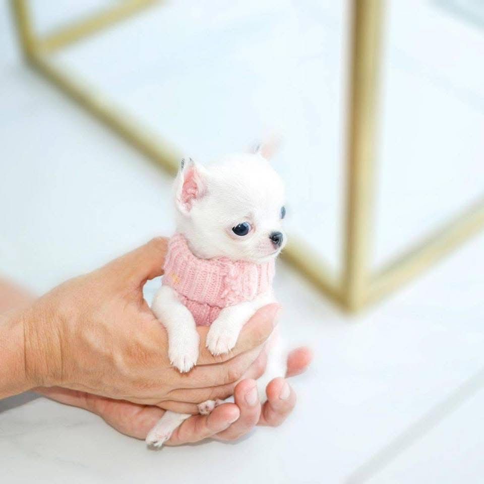 Bella the chihuahua
