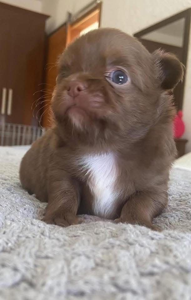 Buddy