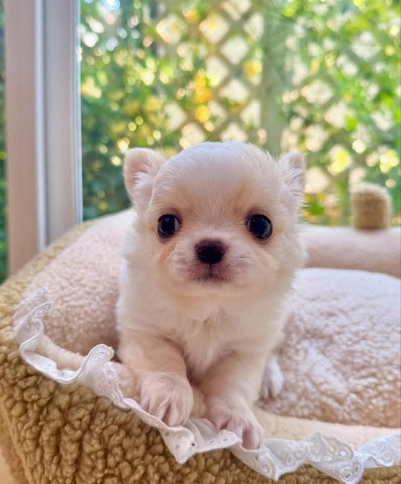 Chihuahua puppy