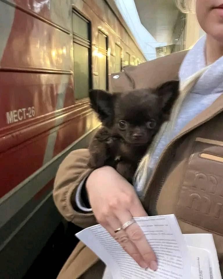 Family with chihuahua