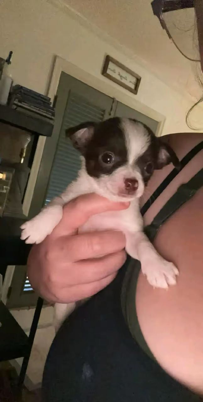 Family with chihuahua