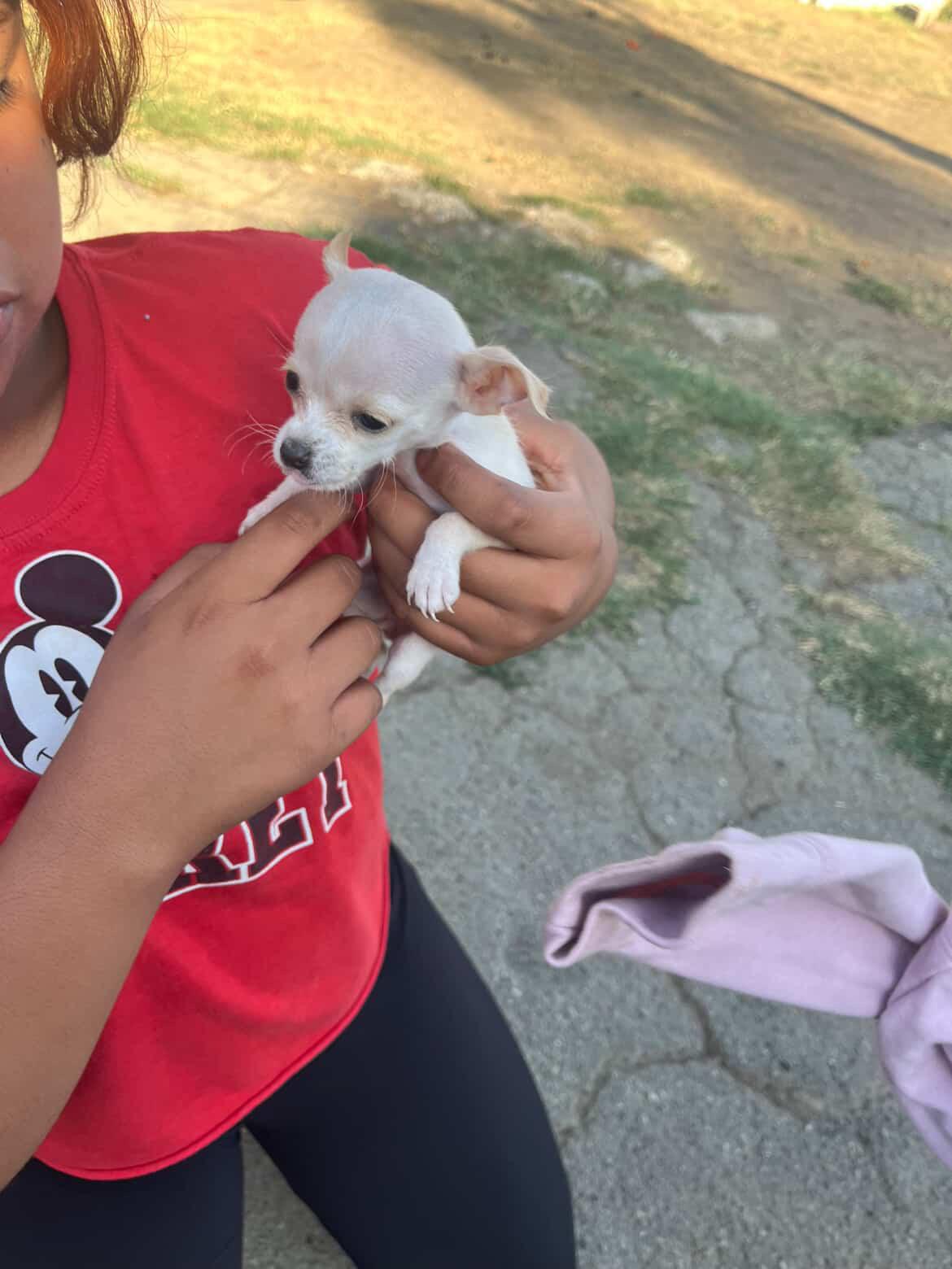 Family with chihuahua