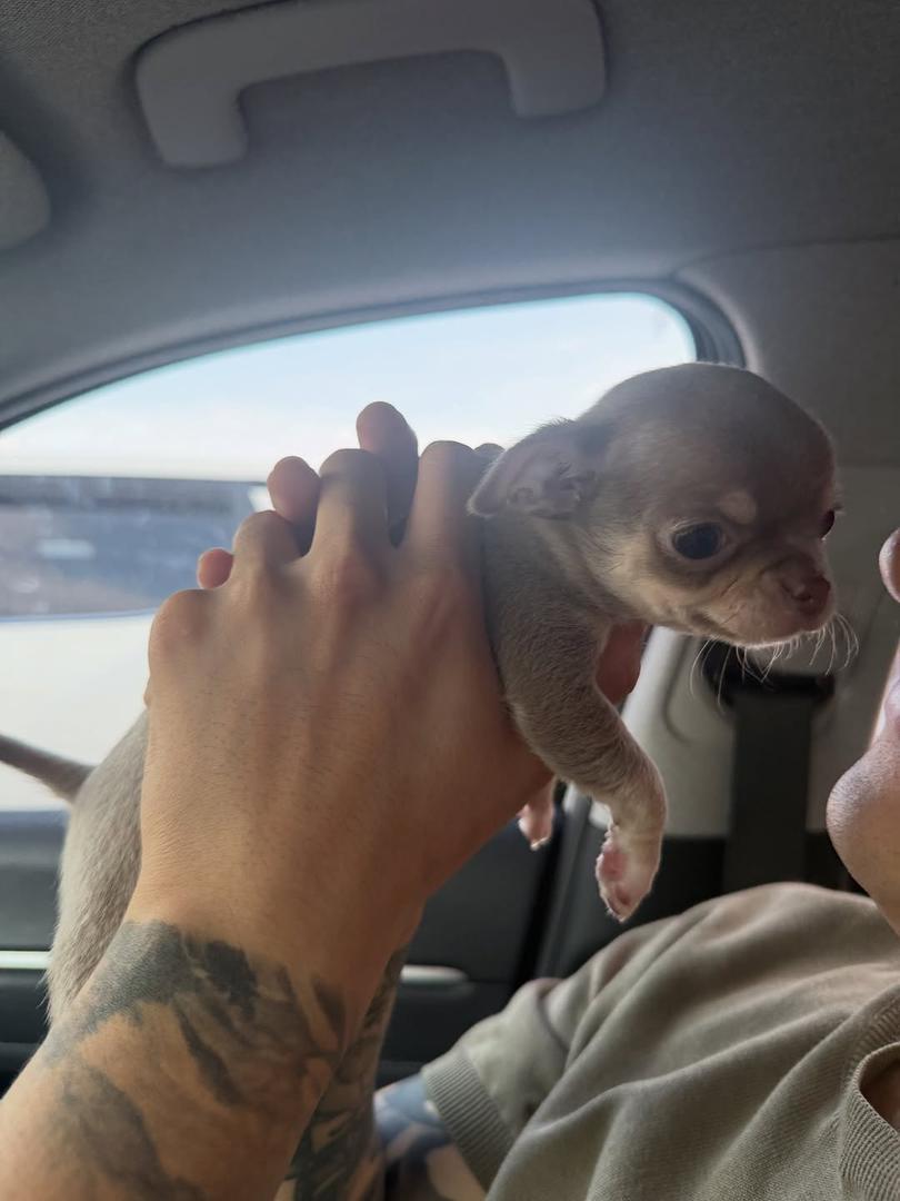 Family with chihuahua