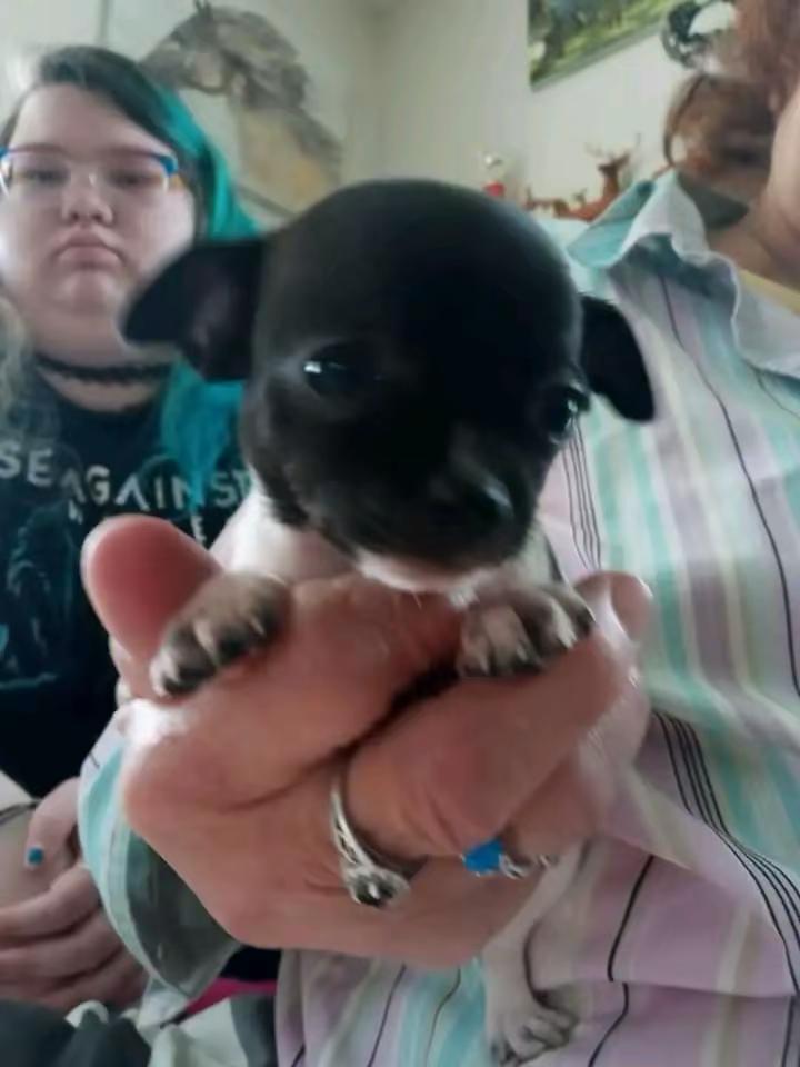 Family with chihuahua