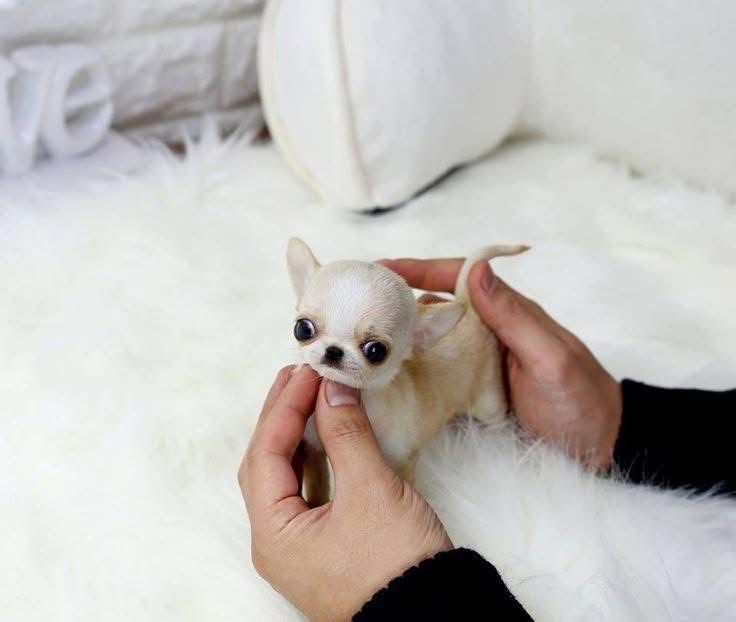 Luna the chihuahua